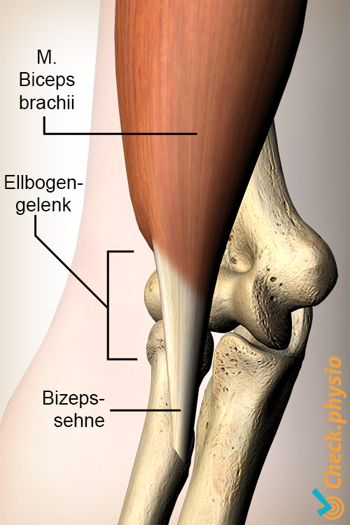 Arm Bizeps Sehne distal