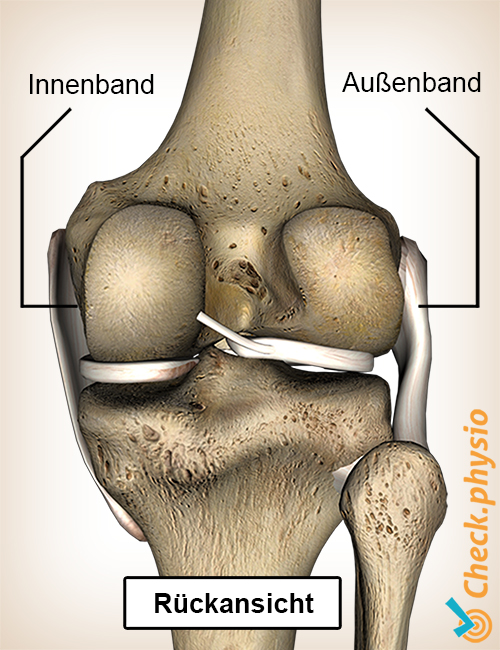 Knie Kniebänder medial lateral Knieband Rückansicht