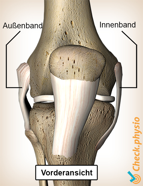 Knie Bänder innen außen Ansicht von vorne