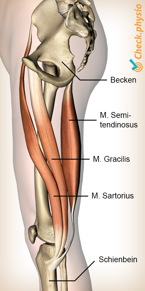 Knie Pes anserinus Musculus Sartorius Gracilis Semitendinosus Muskeln Gänsefuß