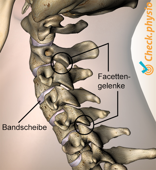 Nacken Facettengelenke Seitenansicht lateral Diskus