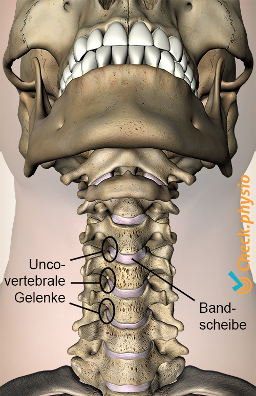Nacken Uncovertebralgelenk Zwischenwirbelscheibe Diskus Anatomie