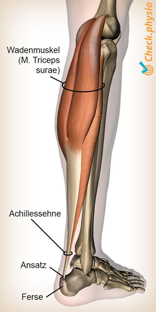 Unterschenkel Triceps surae Wadenmuskel Achillessehne