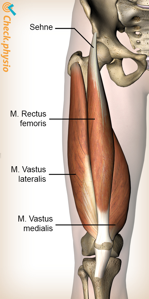 Bein Quadrizepsmuskel Rectus Femoris Vastus Lateralis Medialis