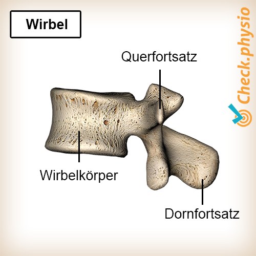 Rücken Wirbel Wirbelsäule Anatomie Wirbelkörper Processus transversus Processus spinosus