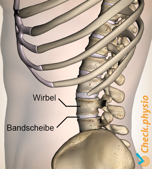 Rücken Wirbelsäule Wirbel Bandscheibe Wirbel Diskus Seitenansicht
