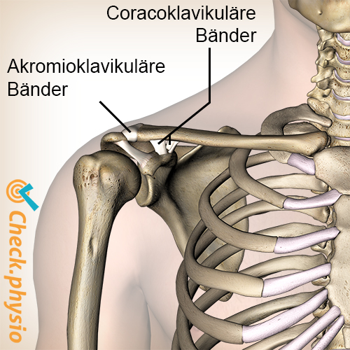 Schulter AK-Gelenk Bänder Akromioklavikuläres Band Korakoklavikuläres trapezförmiges Konoid