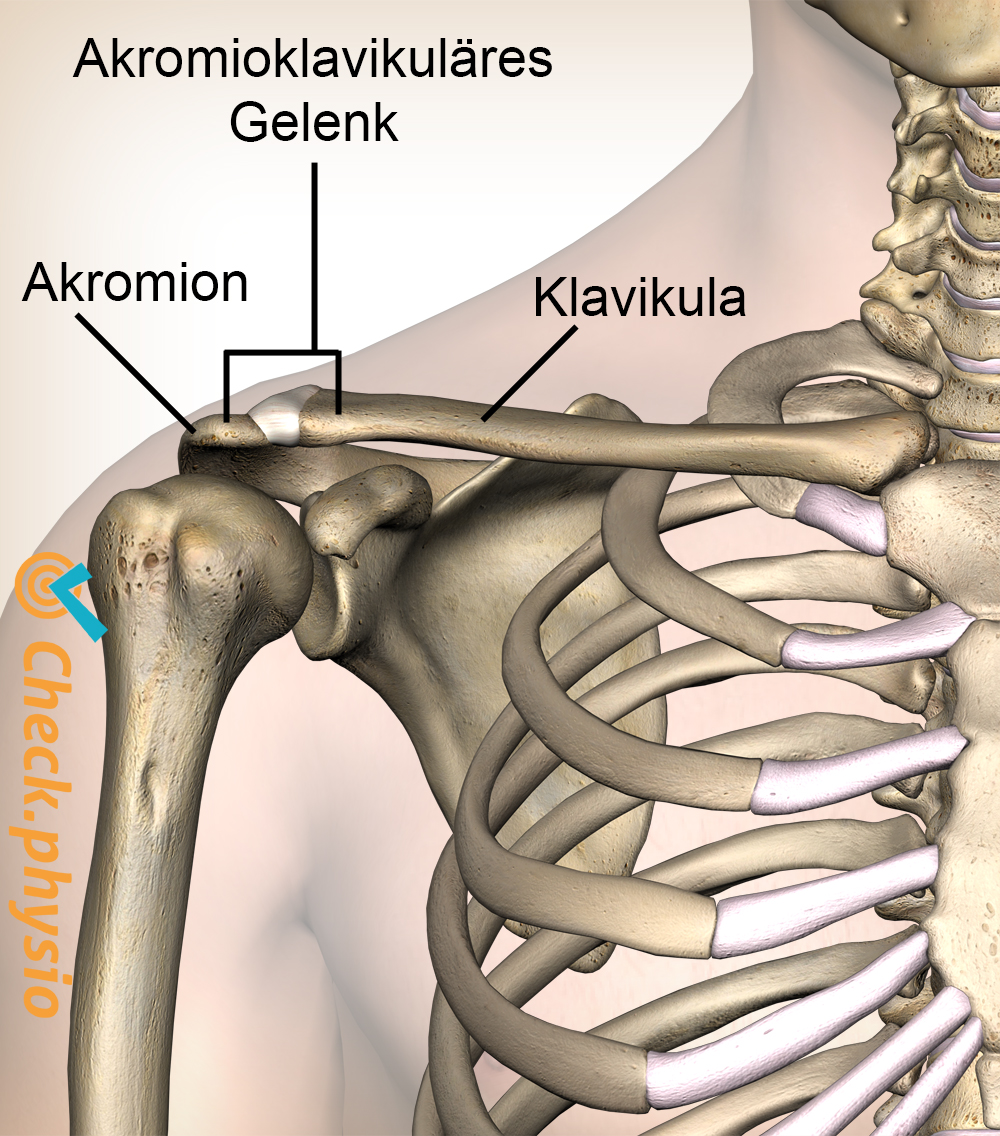 Schulter Akromioklavikulär AK-Gelenk Band Vorderseite