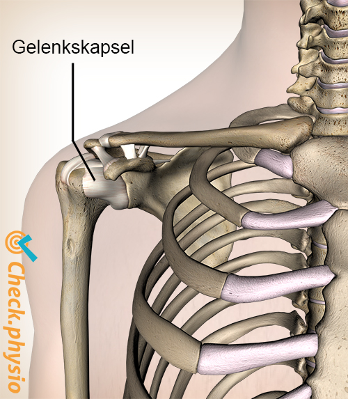 Schulter Kapsel