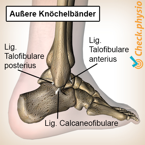 Fuß Knöchel laterale Außenbänder
