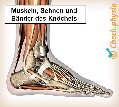 Fuß lateral Muskeln Sehnen Bänder Knöchel