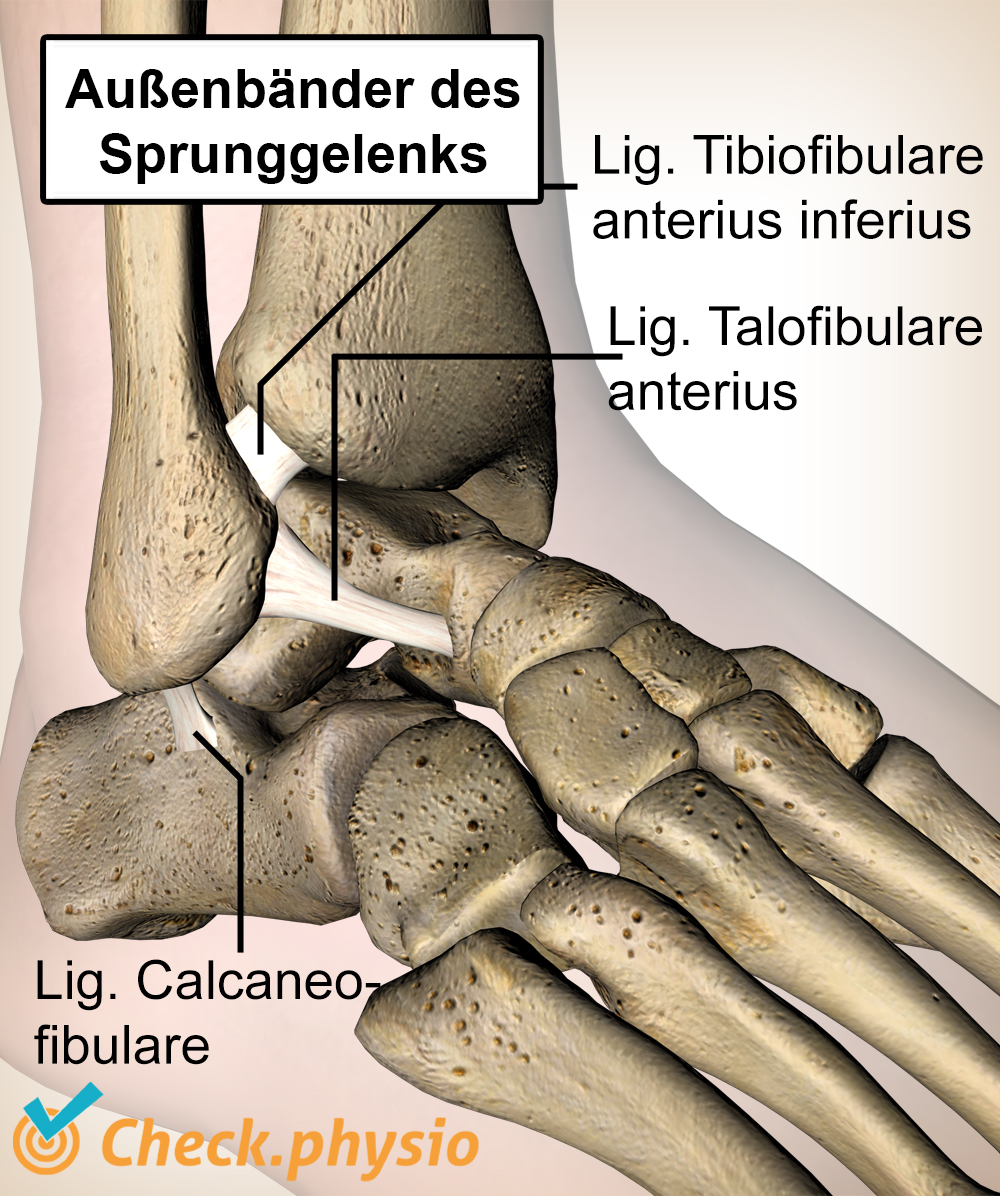 Knöchel Bänder Ligamentum Talofibulare Calcaneofibulare Tibiofibulare Anatomie