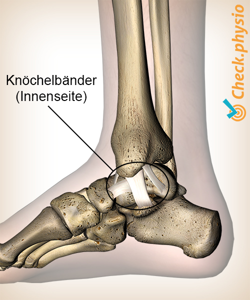 Knöchel innere mediale Bänder Ligamentum Deltoideum