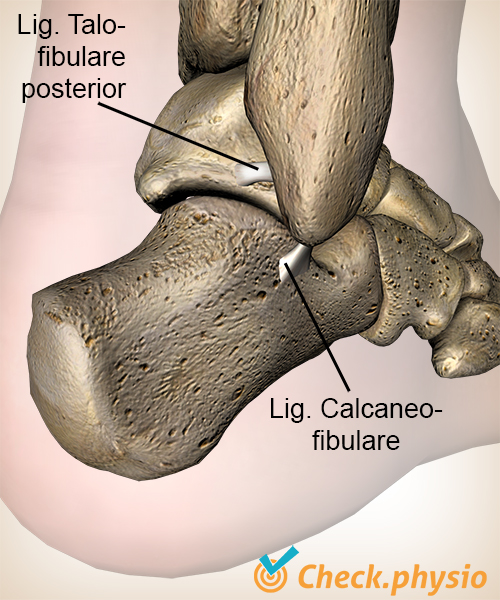 Knöchel Ligament Ligamentum Talofibulare Posterius Calcaneofibulare Calcaneus Anatomie hinten