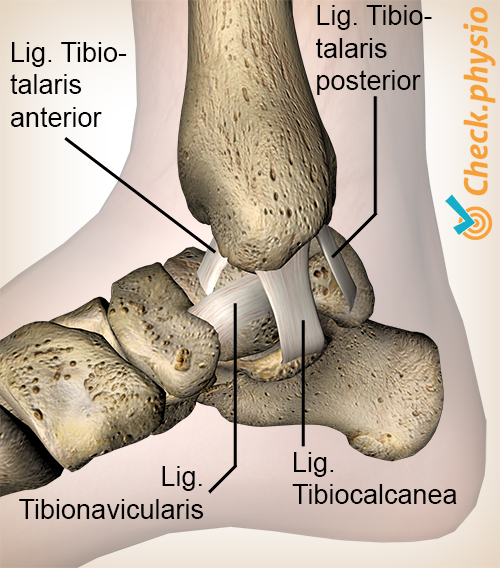 Knöchel Ligamentum Deltoideum Tibiotalaris anterior posterior Tibiocalcanea Tibionavicularis
