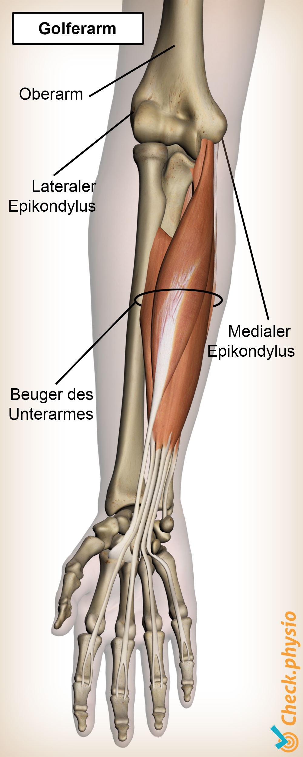 arm Golferarm Anatomie